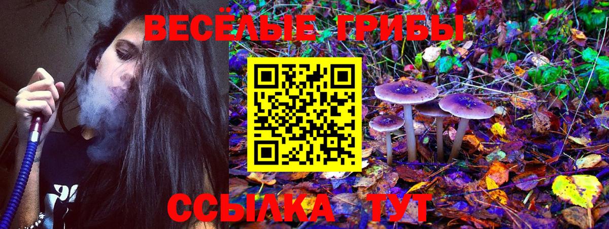 Галлюциногенные грибы Psilocybine cubensis Беслан