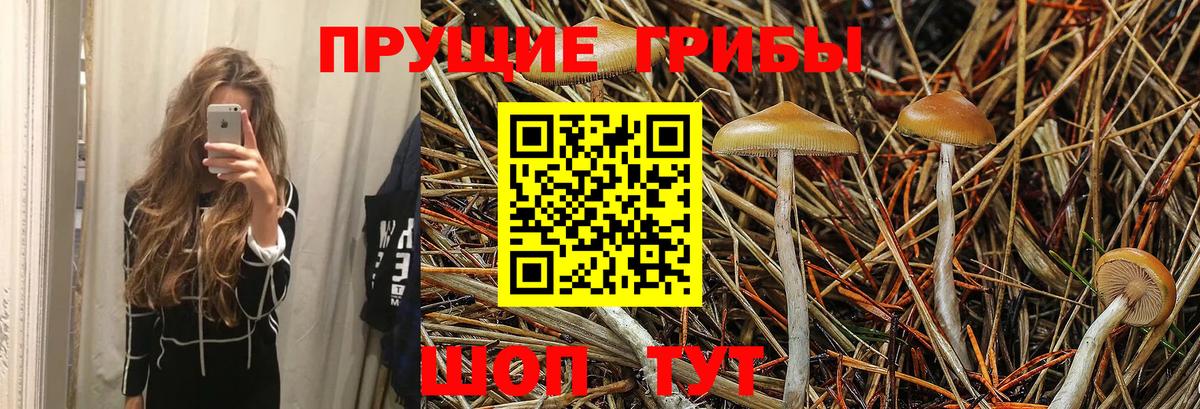 Псилоцибиновые грибы Psilocybe  Галлюциногенные грибы GOLDEN TEACHER  Беслан  что такое   Вход с VPN 